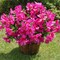3-Bundle Artificial Outdoor Azalea Flowers – UV-Resistant Faux Silk Bouquets for Planters, Front Door, Patio, Garden, Walkways, and Home Decor (Fuchsia)